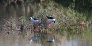 İzmir Gediz Deltası'nda Jeotermal Kaynak Arama Karşı Dava Açılıyor
