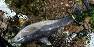 Sarıyer’de Ölü Yunus Sahile Vurdu