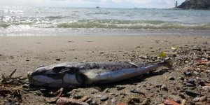 Alanya'da Denize Girmek İsteyen Vatandaşa Balon Balığı Sürprizi