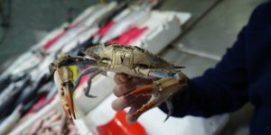 Karadeniz'de 'Mavi Yengeç' Tehlikesi