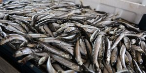 Denize Kıyısı Olmayan Şehirde Bu Yıl 6 Bin Ton Balık Üretildi