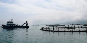 Samsun’da Su Ürünleri Üretimi 13 Bin 971 Tona Çıktı