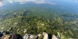 ‘Deniz Marulu’ Proteinli Alternatif Gıda Olarak Kullanılabilecek