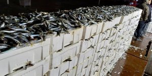 İstanbul'da Kaçak Avlanmış 8 Ton İstavrit Balığı Ele Geçirildi