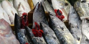 Palamut ve Torik İçin Av Yasağı Başladı