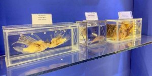 Deniz Kenti Antalya’nın Deniz Biyolojisi Müzesi Neden Kaldırılır?