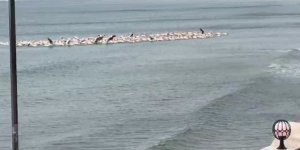 Fırtına Nedeniyle Yüzlerce Pelikan Plajda Toplandı