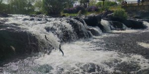 İnci Kefalinin Zorlu Göçü Başladı