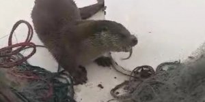 Sinoplu Kıyı Balıkçısı Su Samurunu Elleriyle Besledi