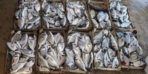 Teknelerle Tutulan Balıklar Mezatlarda Alıcıyla Buluşuyor