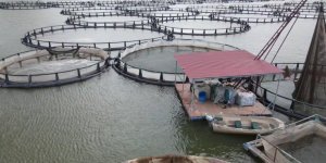 Tercan Barajı’nda 150 Kafeste Üretim Yapılıyor