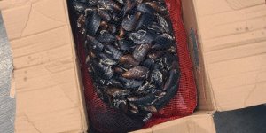 Büyükşehir Zabıta Ekipleri 176.5 Kg Midyeye El Koydu