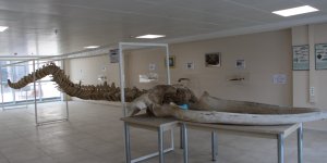 12 Metrelik Yavru Balinanın İskeleti Hayranlık Uyandırıyor
