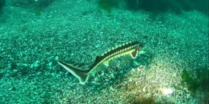 Ordu'da Nesli Tehlike Altında Olan ‘Mersin Balığı' Görüntülendi