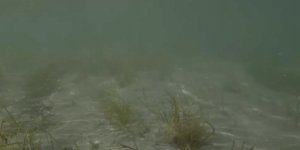 Erdek'teki Deniz Çayırı Katliamı Su Altında Görüntülendi