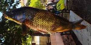 Tarlada Oluşan Doğal Havuzda 5 Buçuk Kiloluk Sazan Avladı