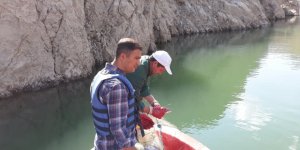 Van'da Sazangiller Av Yasağı Sona Erdi