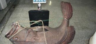 Saroz'da 66 kiloluk lahoz yakalandı