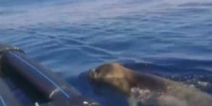 Nesli Tehlike Altındaki Akdeniz Foku Güllük Körfezi'nde Görüntülendi