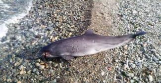 Çınarcık'ta yavru yunus ölü bulundu