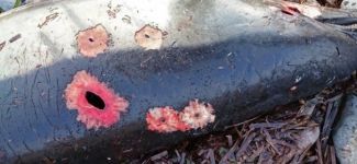 Karaya vuran yunusu hedef tahtası yaptılar