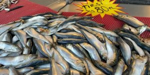 Mangal Söndüren Balık: Tırsi