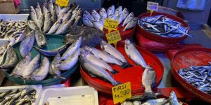 Hamsi Sezonu Bitiyor