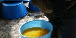 Gevaş'ta Alabalık Sağımı Yapıldı