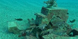 Beton Borunun Ayakları Denizin Altında Balıkların Yaşam Alanı Oldu