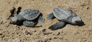 Nesli tükenmekte olan carettalar için kampanya başlatıldı