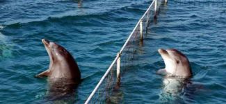 Yunus parklarına karşı eylemler 2014 yılında büyüdü