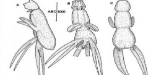 Mersin’de yeni bir ’deniz paraziti’ bulundu