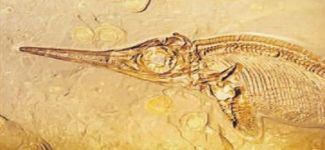170 milyon yıllık deniz sürüngeni keşfedildi
