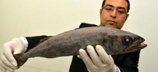 Zehirli okyanus balığı Mersin Körfezi’nde