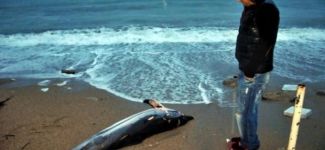 Ölü yunus kıyıya vurdu