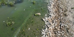 Seyitler Barajı’nda Yüzlerce Ölü Balık Görüntülendi