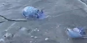 Mavi Denizanaları Gemlik Sahilini Sardı