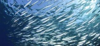 Deniz suyu sıcaklığı hamsiyi kaçırdı