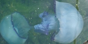 Müsilaj Bitti Bu Kez Denizanası Kâbusu Başladı