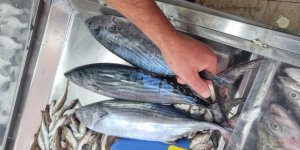 Sinop’ta Tezgahlara Sezonun İlk Torik Balığı Düştü