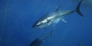 Türkiye Yakalıyor, Japonya ve Güney Kore Yiyor