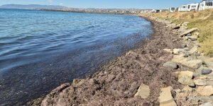 Tekirdağ Kıyılarında Kızıl Yosun ve Kötü Koku