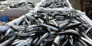 2025-2026 Av Sezonuyla İlgili Hamsi Avcılığında Kota Belirlendi