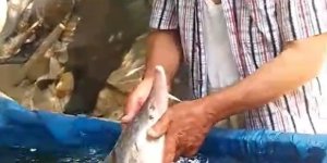 Elazığ'da Oltaya Takıldı, Havyarı 2 Milyon lira