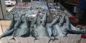 Sinop’ta Torik Bolluğu: Tanesi 800 TL