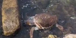 Çanakkale'de Sahile Ölü Caretta Caretta Vurdu