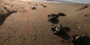 Caretta Carettalar Denizle Buluştu
