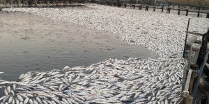 Havuzlar Açılmadı, Tonlarca Balık Telef Oldu İddiası