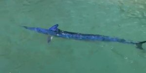 Nesli Tehlike Altındaki Balığı Limanda Zıpkınla Vurdular