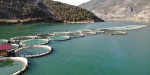 Borçka Barajı Türk Somonu Üretiminde İhracat Üssü Oluyor